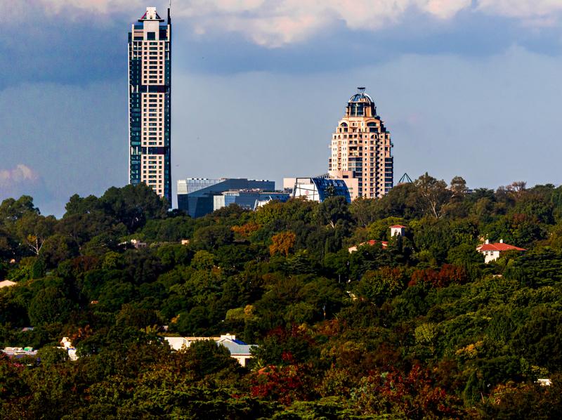 Sandton towers rising above the tree canopy of the northern suburbs, roofs showing through the trees