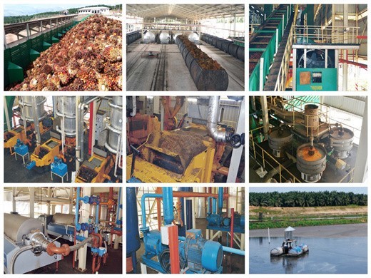 palm oil processing machine/palm kernel oil in Cameroon